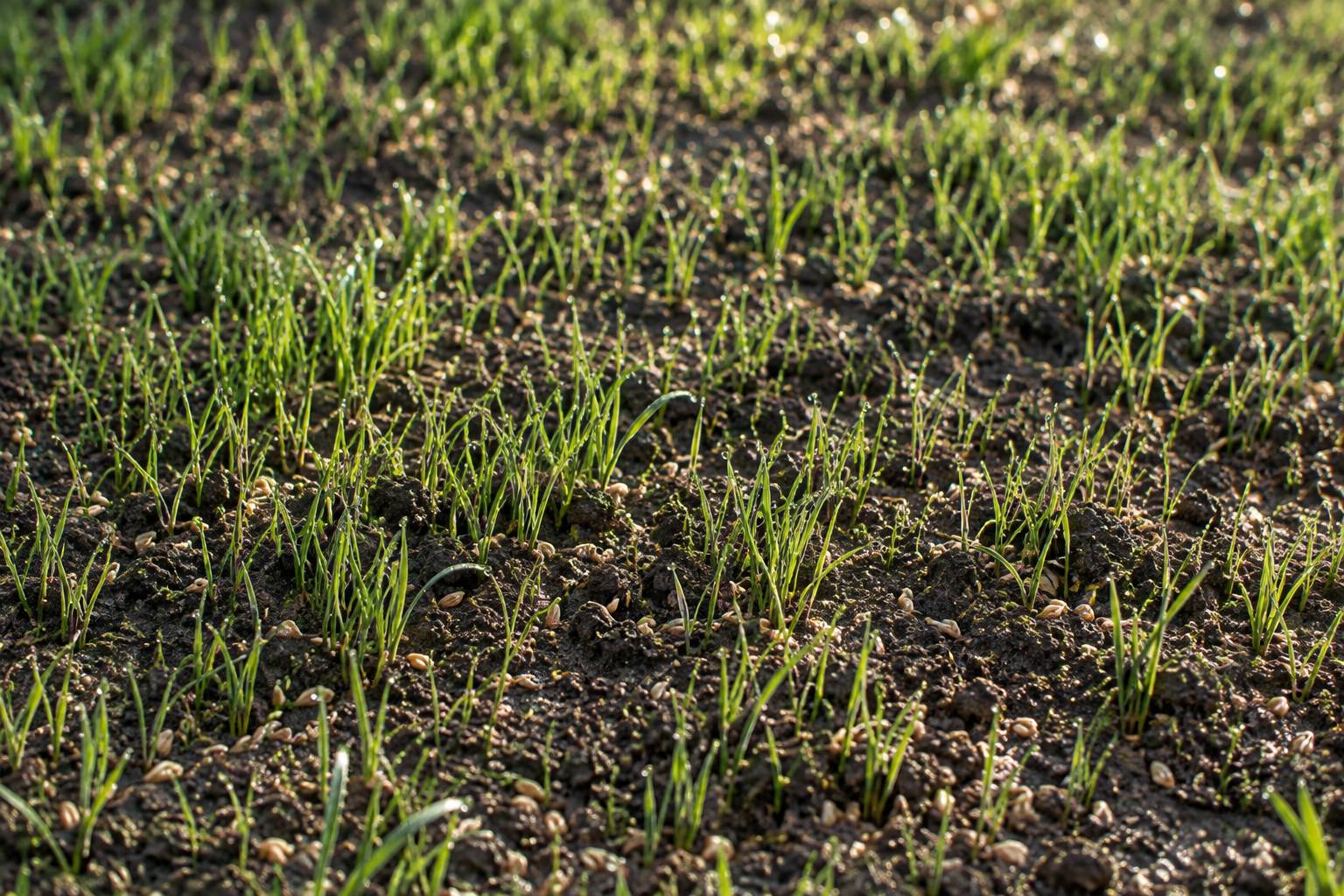 Jeunes brins de gazon en cours de levee sur une terre fine et humide