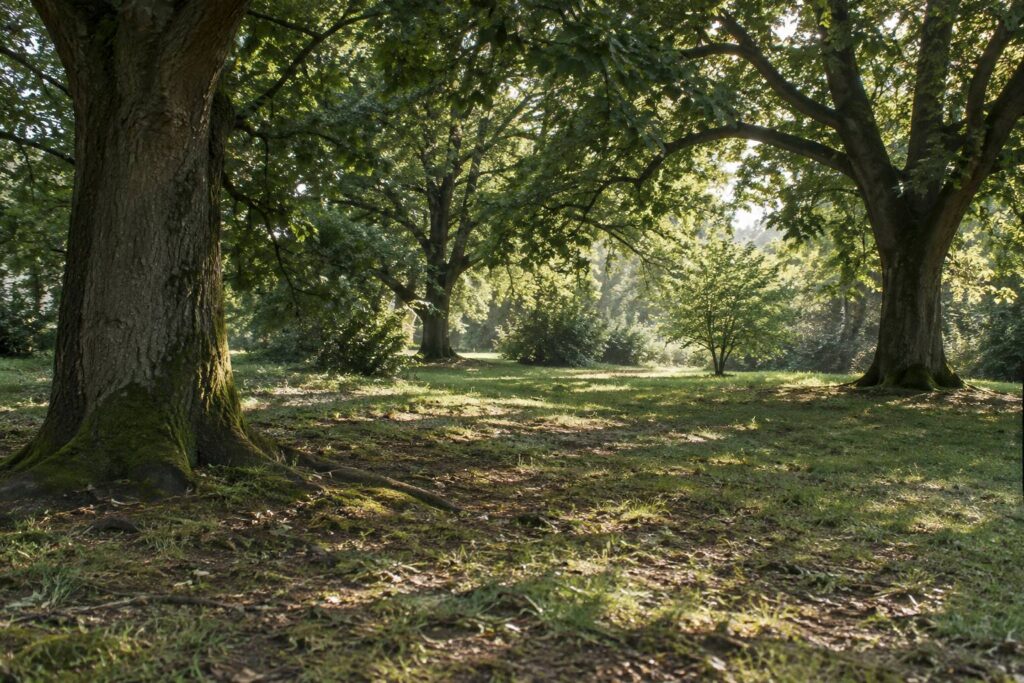 Pelouse clairsemee et zones de terre nue sous de grands arbres ombrages