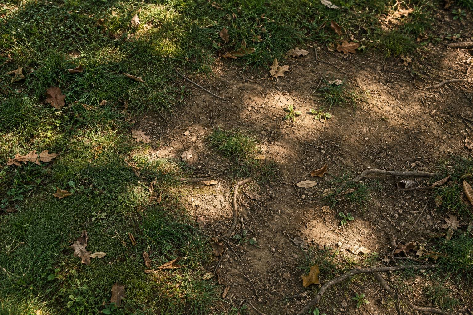 Sol a l'ombre d'un arbre avec gazon rase, terre nue et racines affleurantes